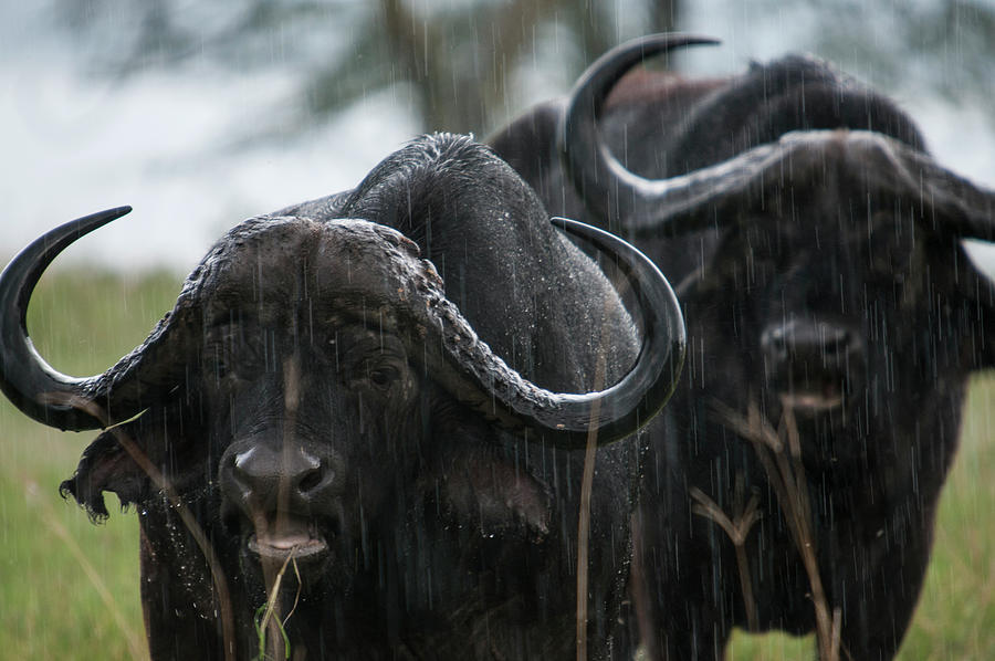 Wildlife Digital Art - Two Cape Buffalo Standing In Rain, Lake Nakuru, Kenya by Rodrigo Friscione