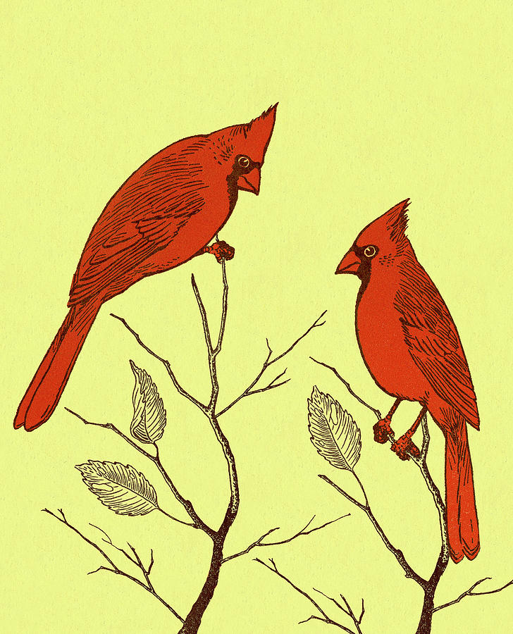 Cardinal Drawing - Two Cardinal Birds by CSA Images