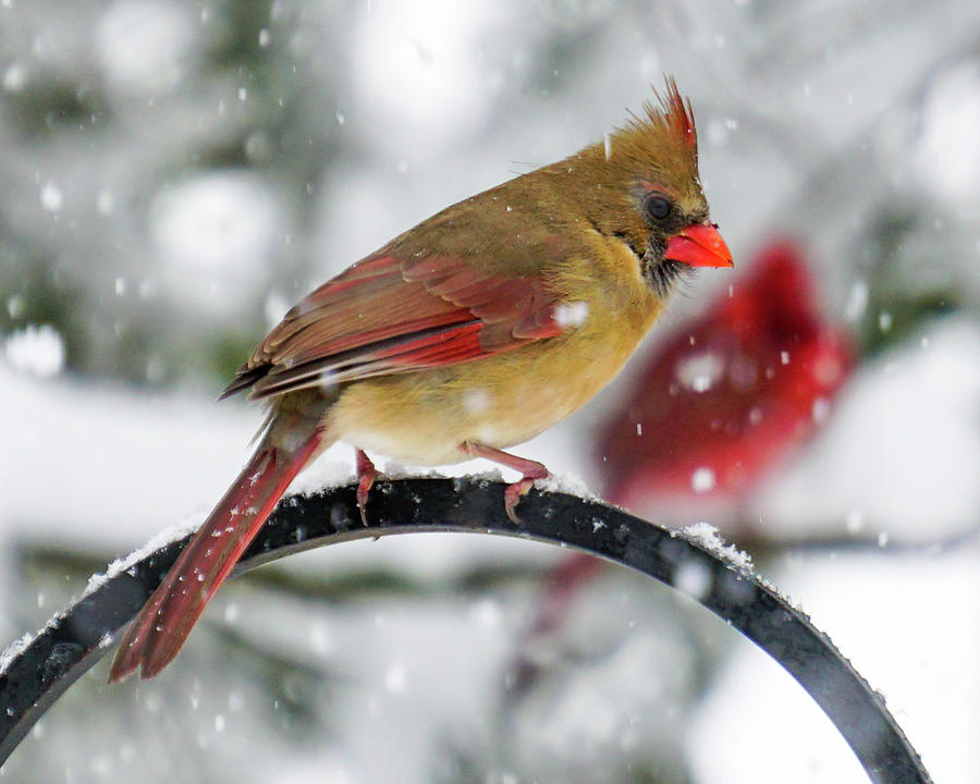 Two Cardinals in Snow Photograph by Tana Reiff