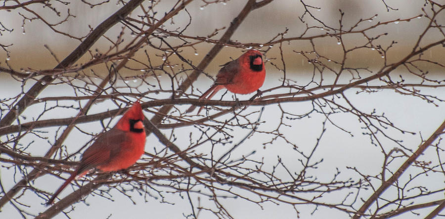 Two Cardinals Photograph by Wendy Carrington
