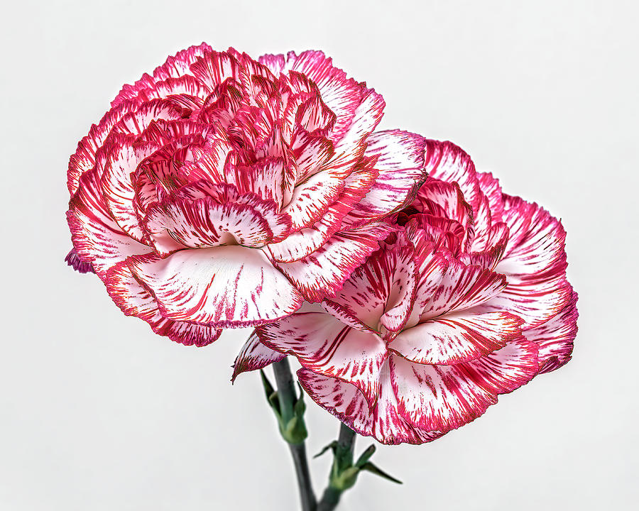 Flower Photograph - Two Carnations by Sandi Kroll