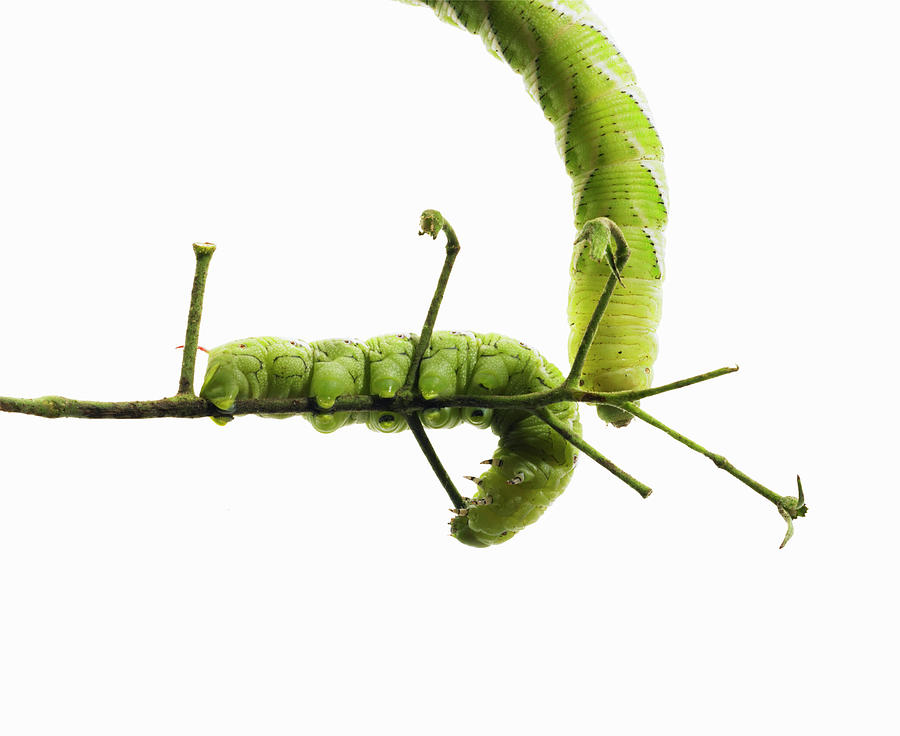 Two Caterpillars Shot On A Tomato Vine Photograph by Maren Caruso