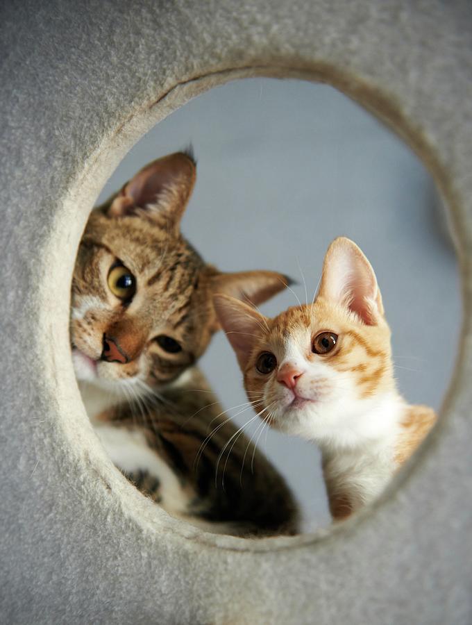 Two Cats Photograph by Akimasa Harada