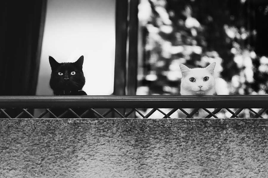 Two Cats At The Balcony Photograph by Baptiste Riviere