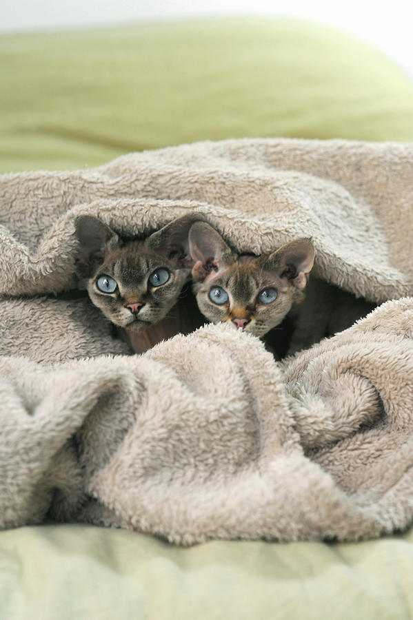 Two Cats Cuddling Up Under Blanket On Double Bed Photograph by Michele Mulas