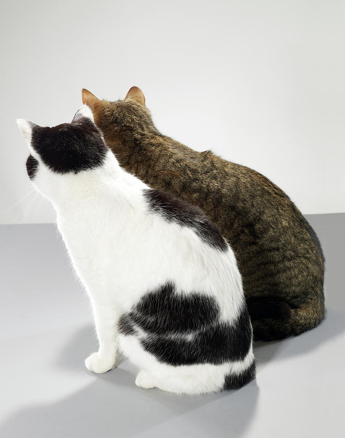 Two Cats Sitting Side By Side, Rear View Photograph by Michael Blann