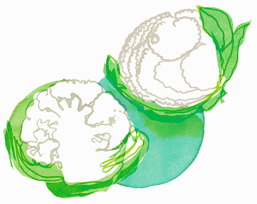 Two Cauliflowers illustration Photograph by Lulu Jalag