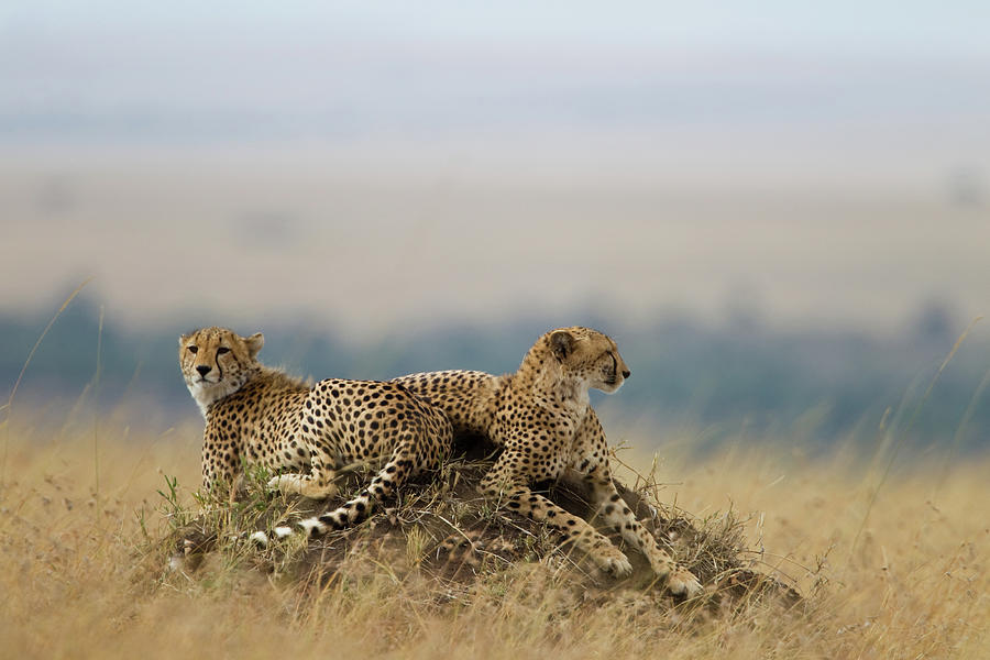 Two Cheetah Brothrs Photograph by A Gandola