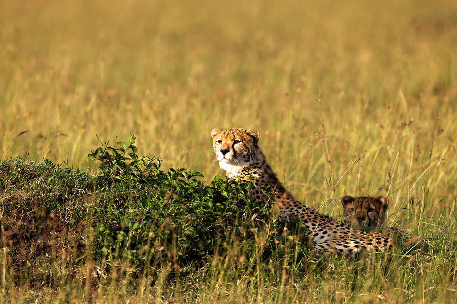 Two Cheetahs Acinonyx Jubatus, Masai Photograph by Regis Vincent
