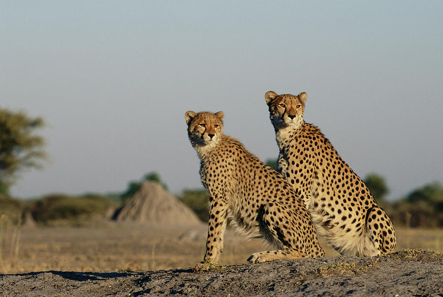 Two Cheetahs Acinonyx Jubatus Sitting Photograph by Gallo Images-dave Hamman