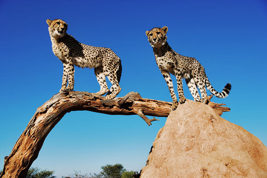 Two Cheetahs Acinonyx Jubatus Standing Photograph by Martin Harvey