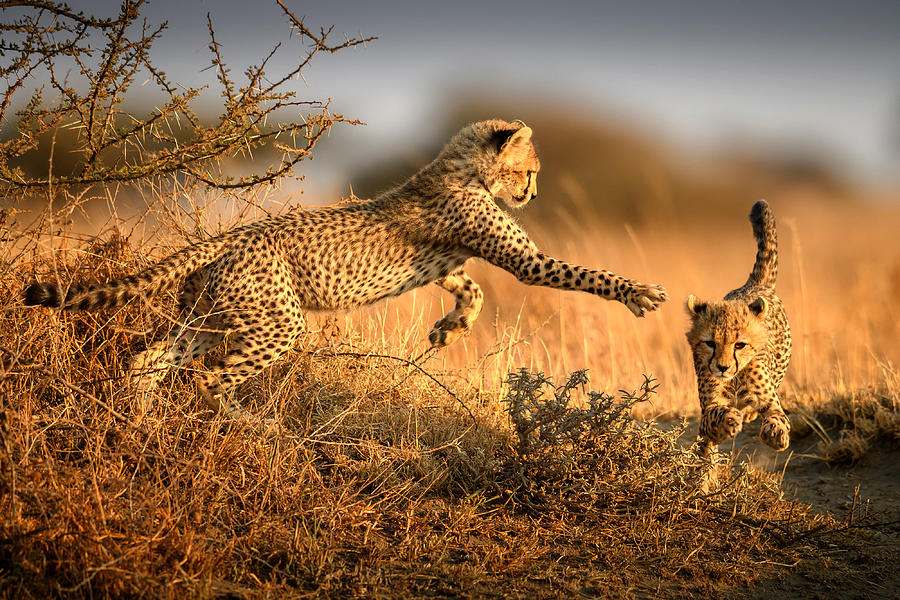 Sunset Photograph - Two Cheetahs In The Morning Light by Hung Tsui