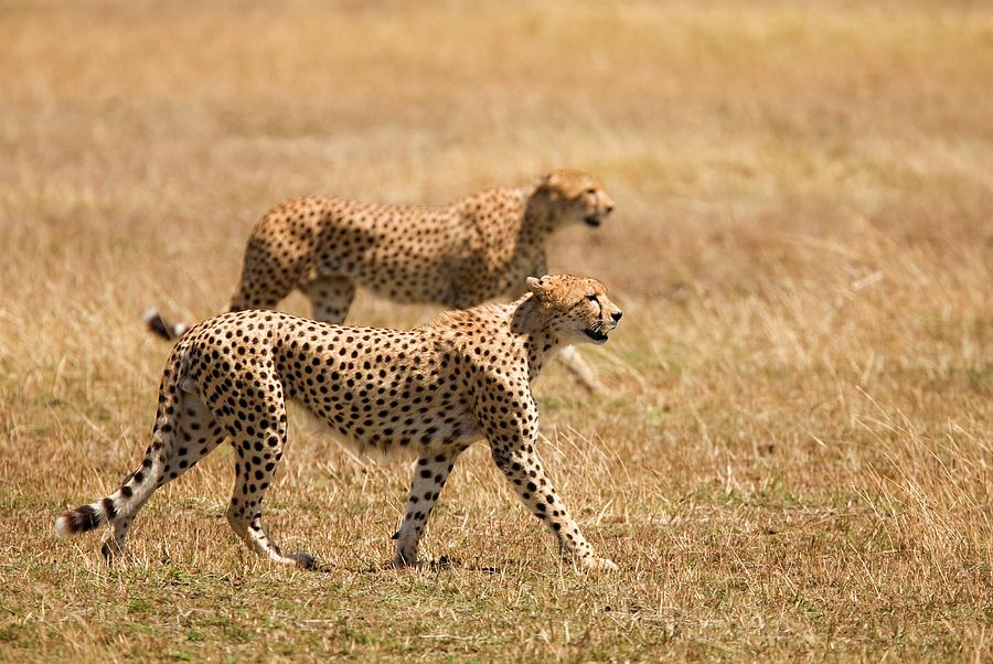 cheetah prowling panther crawling