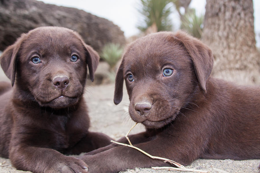 Two Chocolate Labrador Retriever Photograph by Zandria Muench Beraldo ...