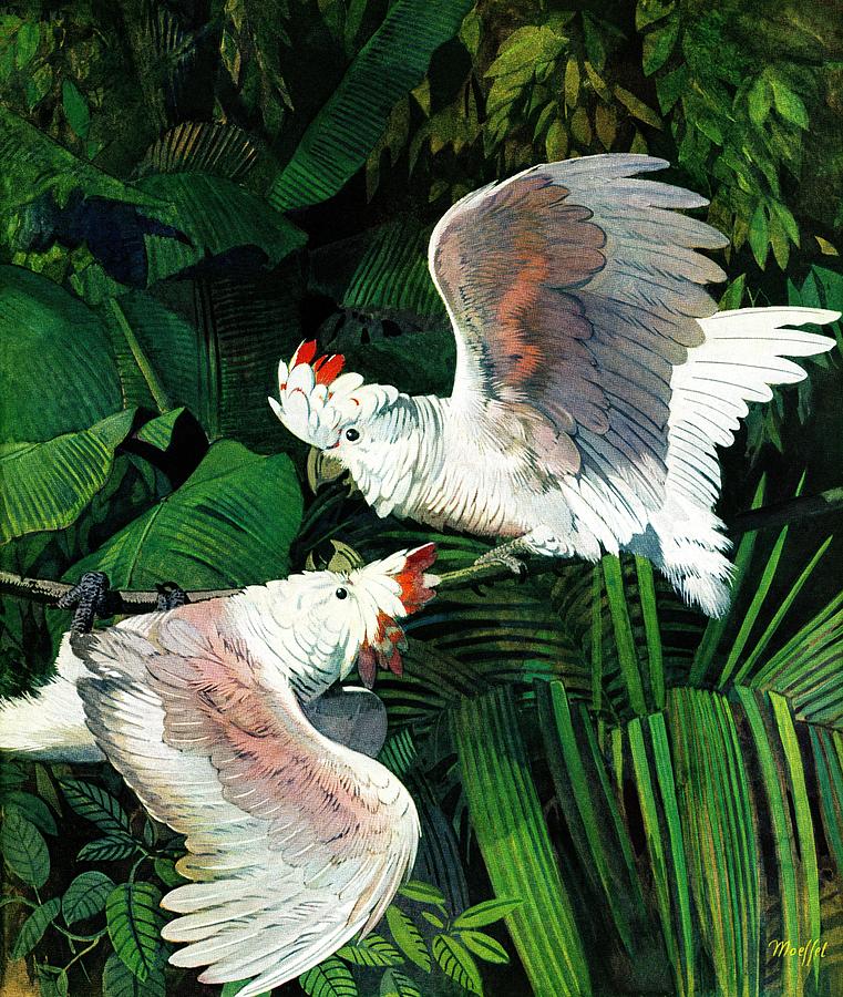 Two Cockatoos Drawing by Julius Moessel