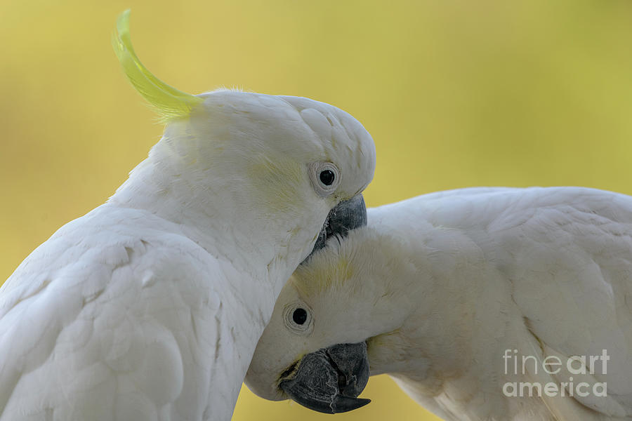 Two Cockatoos Photograph by Werner Padarin