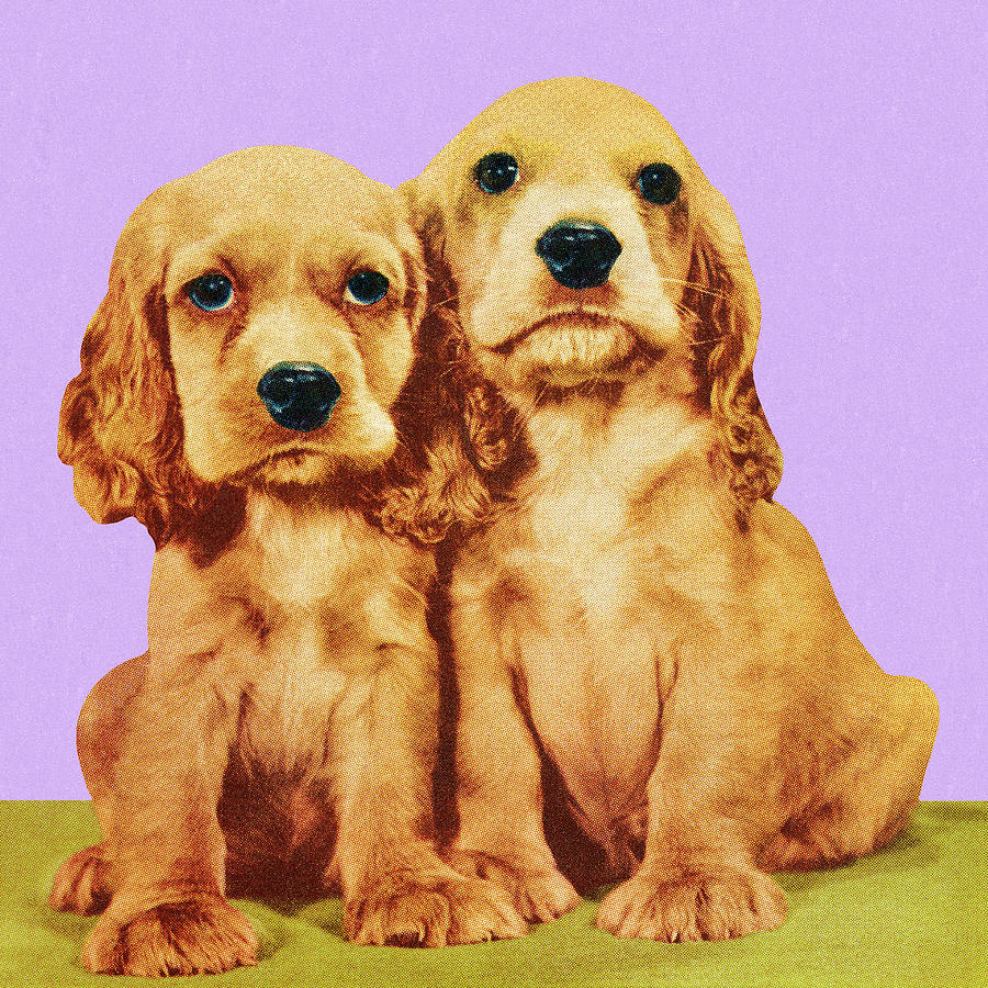 Vintage Drawing - Two Cocker Spaniel Puppies by CSA Images