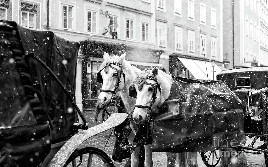 Two Cold Horses in Salzburg Photograph by John Rizzuto
