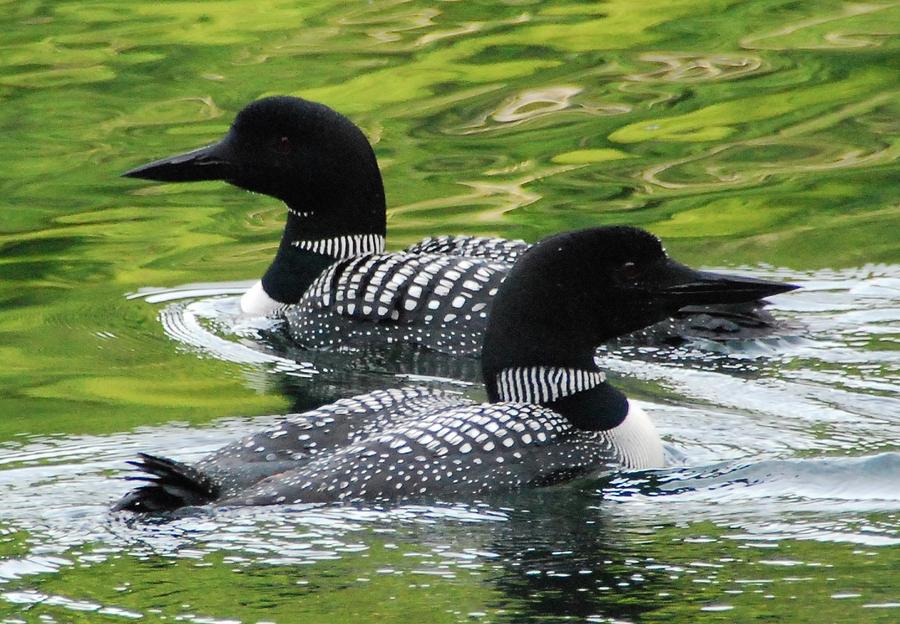 Two Common Loons Photograph by Cascade Colors