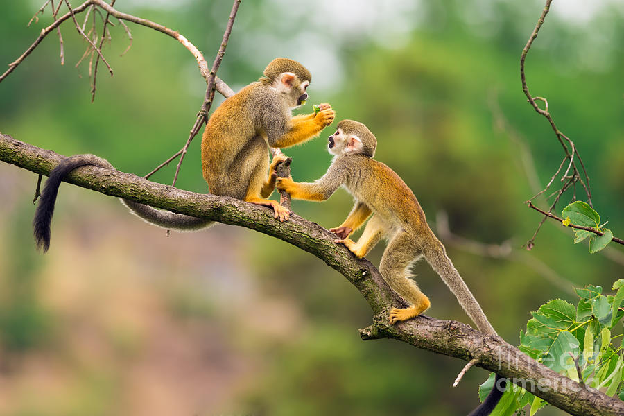 Small Photograph - Two Common Squirrel Monkeys Saimiri by Nick Fox Small Photograph - Two Common Squirrel Monkeys Saimiri by Nick Fox