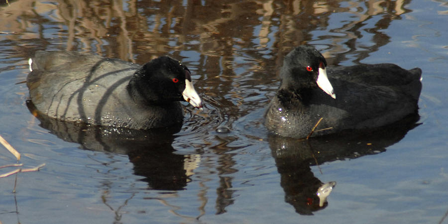 Two Coots Photograph by Jerry Griffin