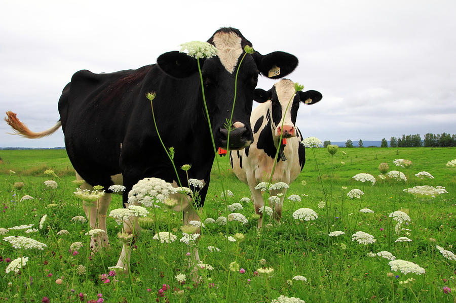 Two cows in a field of yarrow Photograph by Gary Corbett