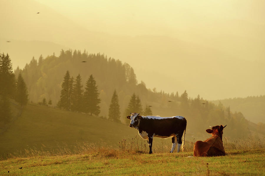 Two Cows In Rural Mountain Landscape Photograph by Rezus