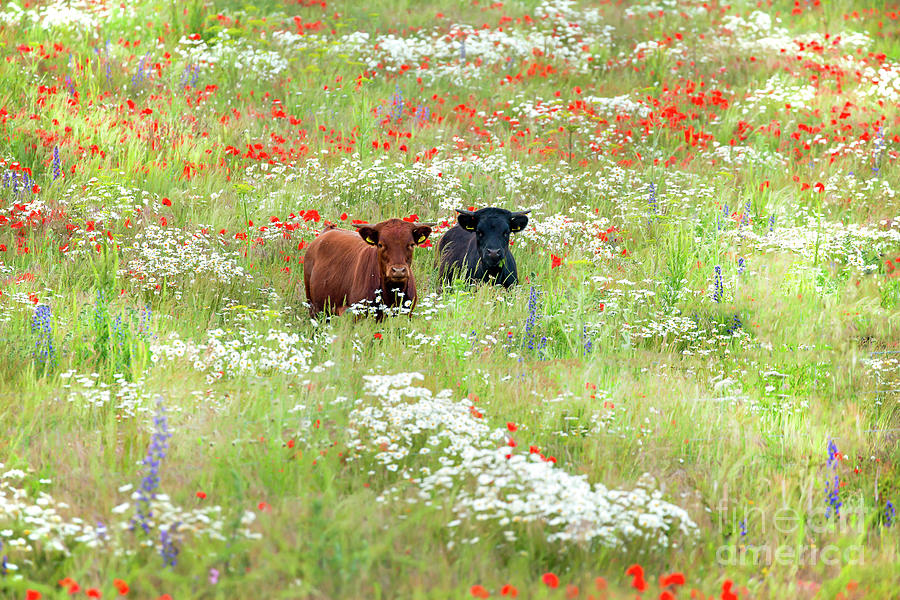 Two Norfolk cows in wild flower meadow Photograph by Simon Bratt Two Norfolk cows in wild flower meadow Photograph by Simon Bratt