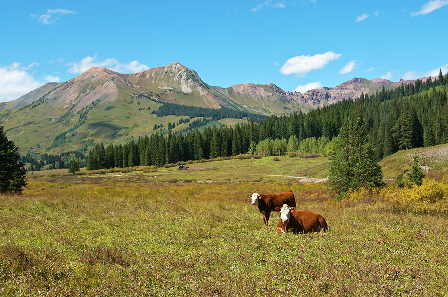 Two Cows Out In Pasture Under Mountains Photograph by Ilan Shacham