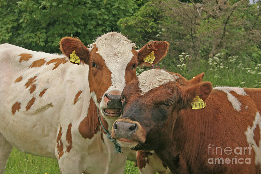 Two Cows by PJ Boylan Two Cows by PJ Boylan