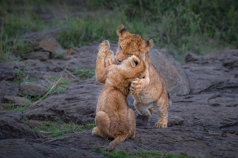 Wildlife Photograph - Two  Cubs Play by Jie Fischer