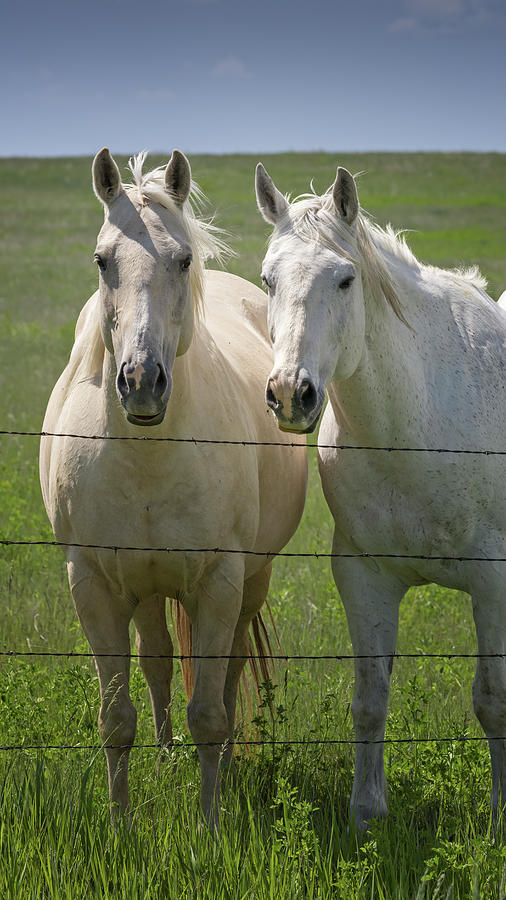 Two Cute Horses Photograph by Joan Carroll