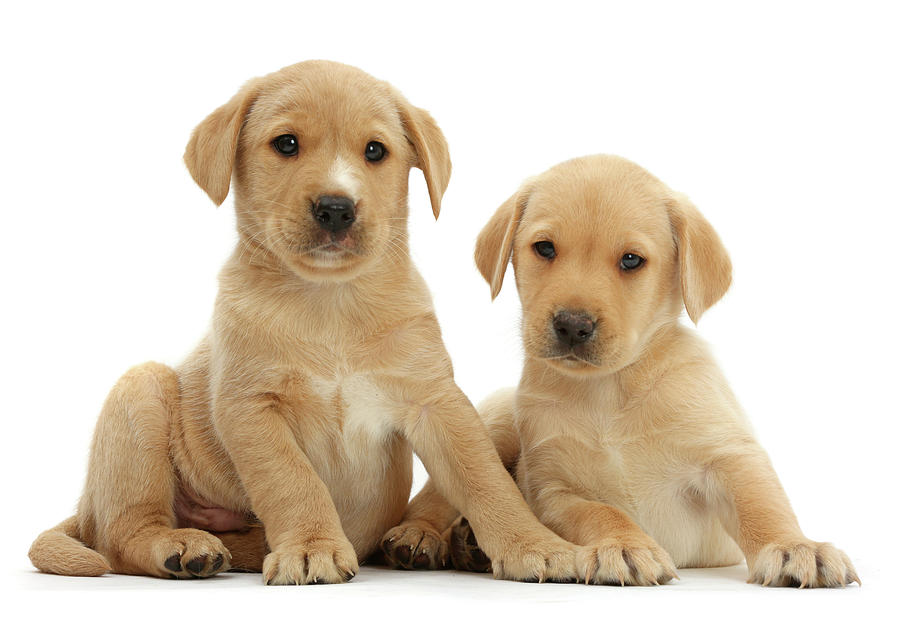 Two Cute Yellow Labrador Puppies Photograph by Mark Taylor