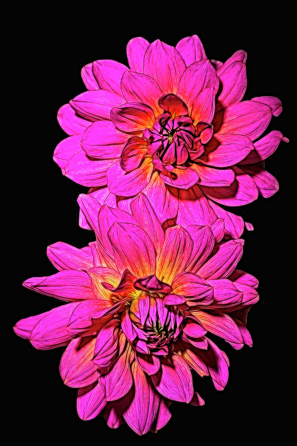 Two Dahlias Photograph by Wes and Dotty Weber