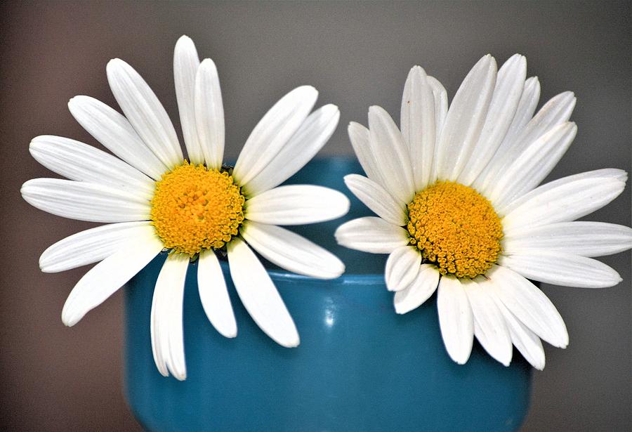 Two Daisies In Blue Cup Photograph