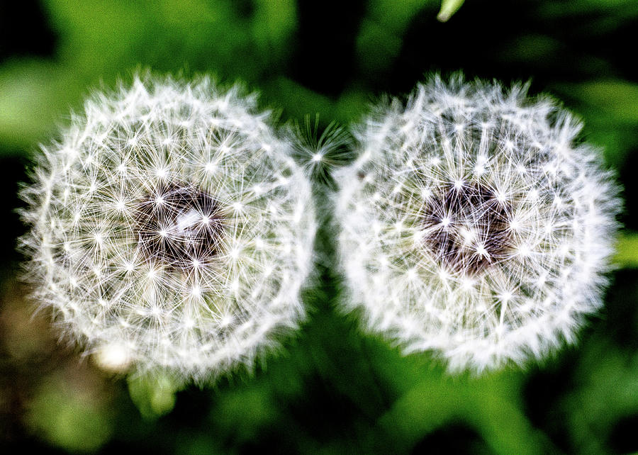 Two Dandelions Photograph by Tim Kirchoff
