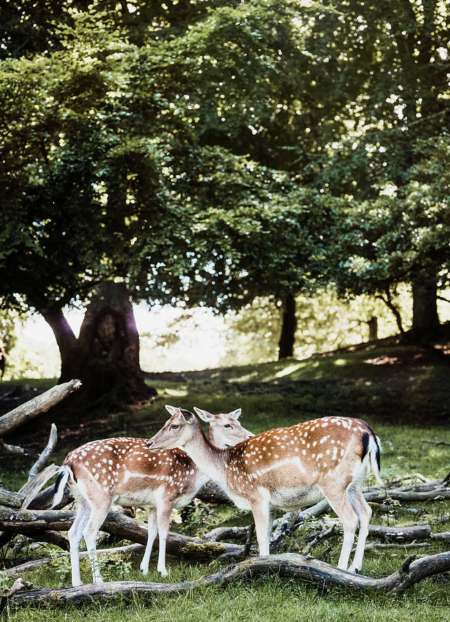 Deer Digital Art - Two Deer, Aarhus, Denmark by Max Bailen