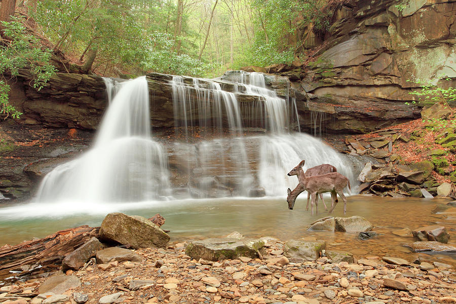 Deer Photograph - Two Deer At Holly River Falls, West Virginia ?09 by Monte Nagler