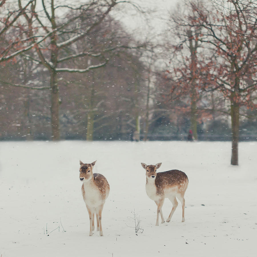 Two Deer Standing In A Field In The Snow Photograph by Cindy Prins