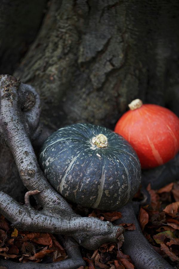 Two Different Pumpkins Next To A Tree Trunk Photograph by Stuart Ovenden