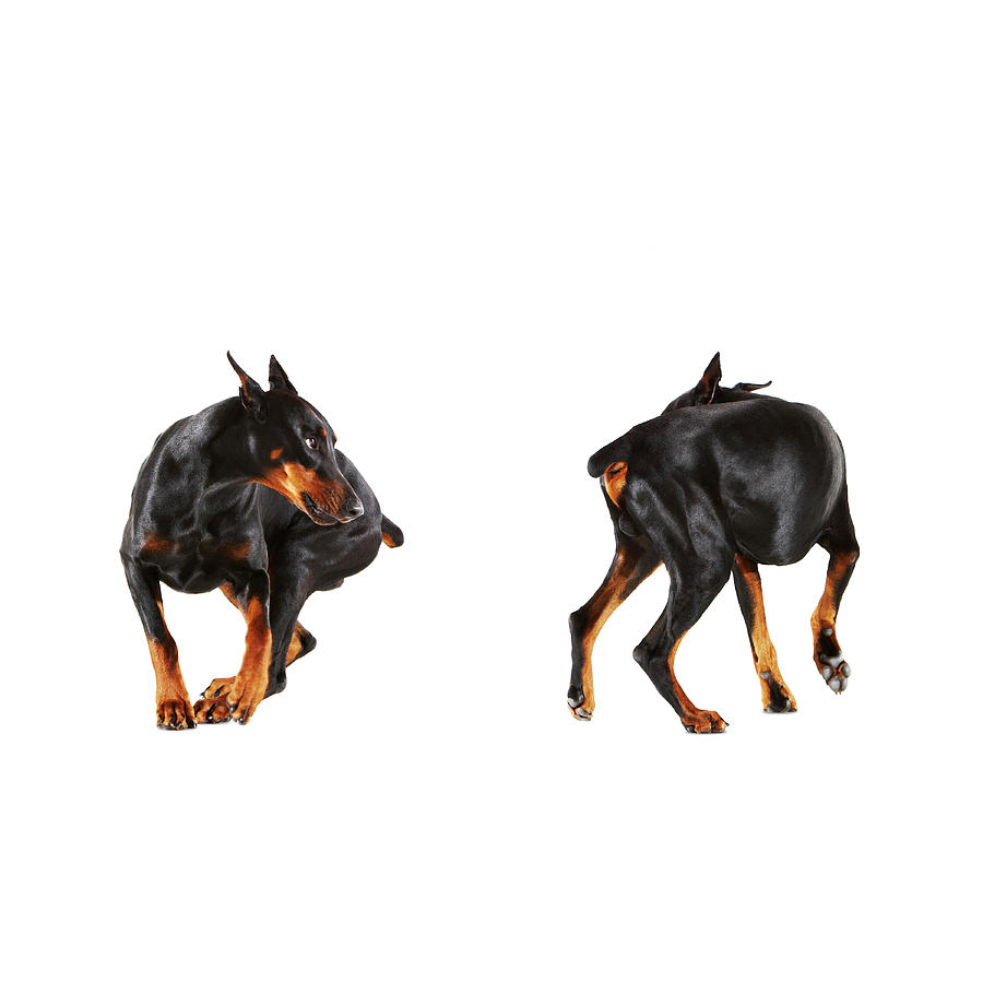 Doberman Pinscher Photograph - Two Dobermans Looking At Each Other by Thomas Northcut
