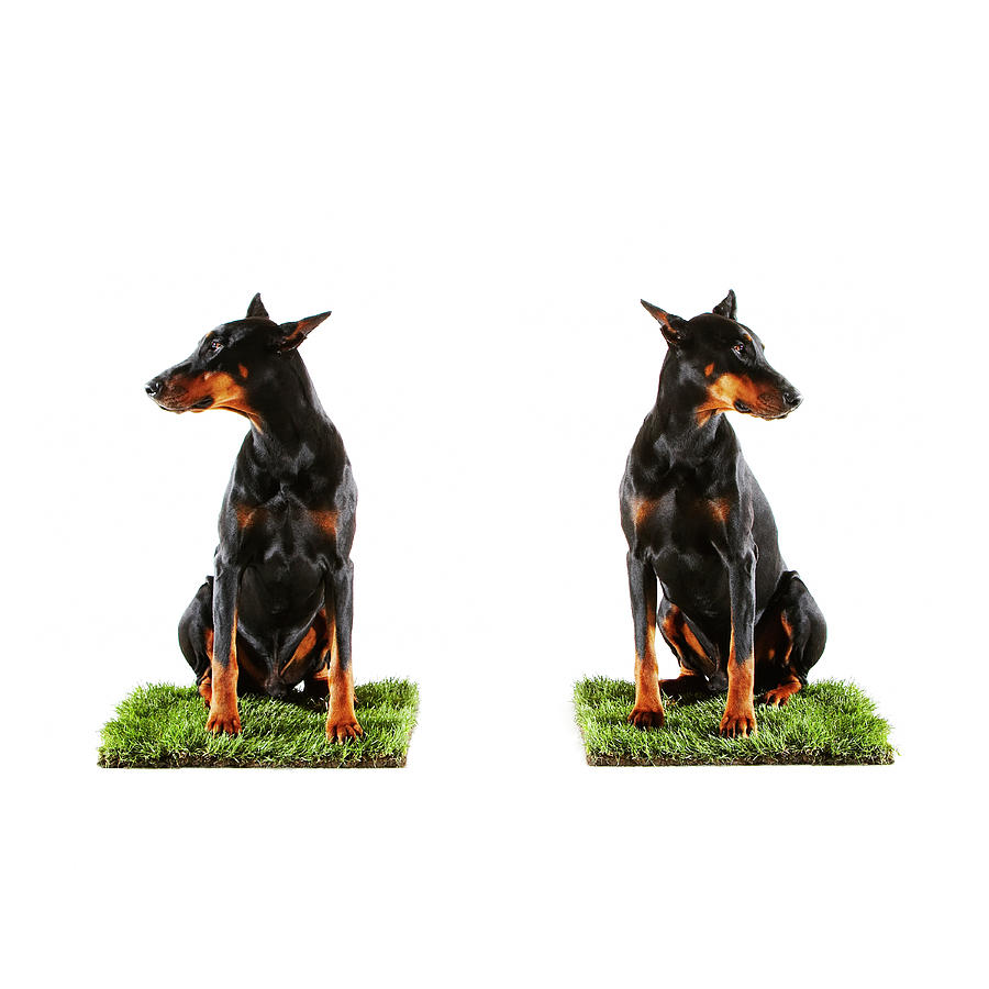 Two Dobermans Sitting On Patches Of Photograph by Thomas Northcut
