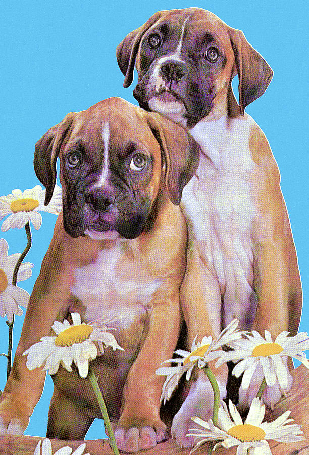 Daisy Drawing - Two Dogs by CSA Images