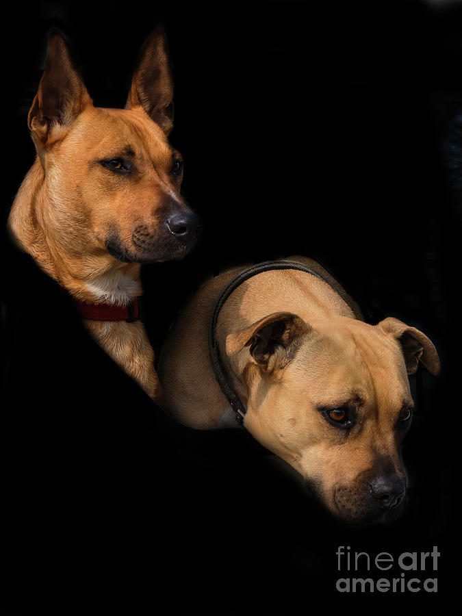 Two Dogs by Elaine Teague Two Dogs by Elaine Teague