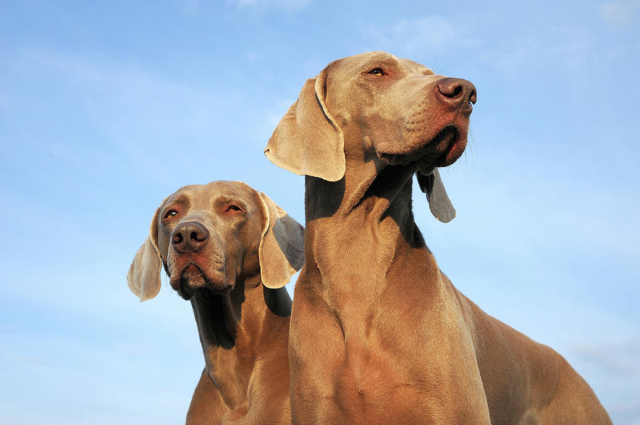 Berlin Photograph - Two Dogs, Weimaraner by Werner Schnell