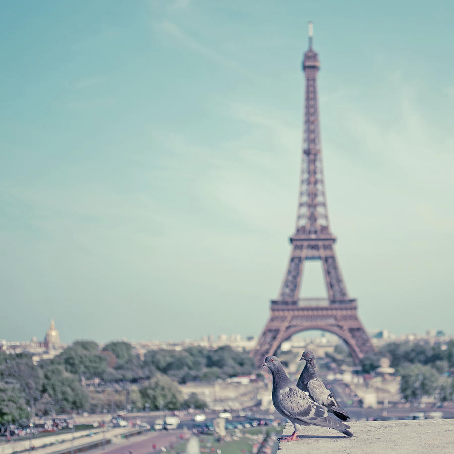 Two Doves In Front Of Eiffel Tower Photograph by Cindy Prins