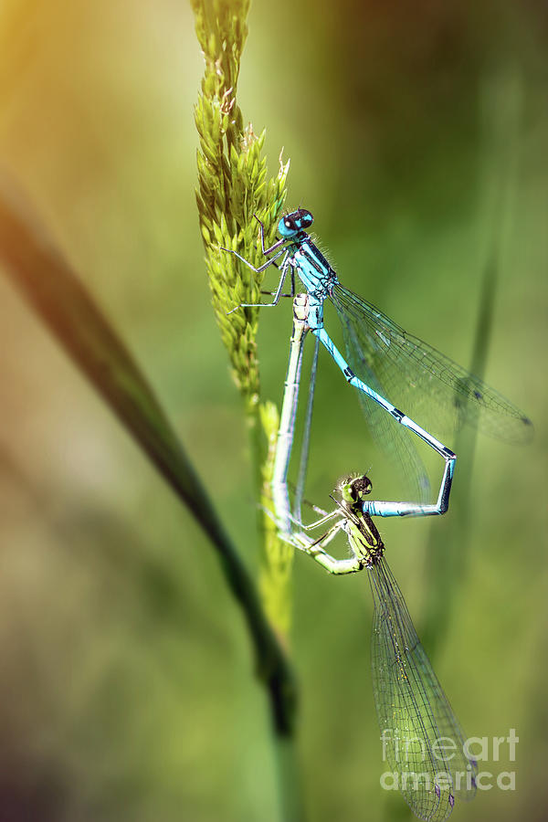 Nature Photograph - Two Dragonfly insect mating perched on stem of weed by Gregory DUBUS