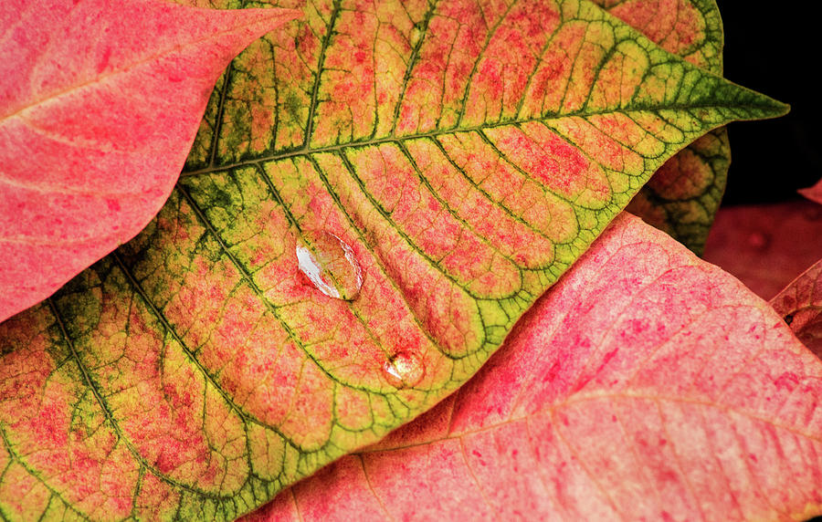 Two Drops Photograph by Don Johnson