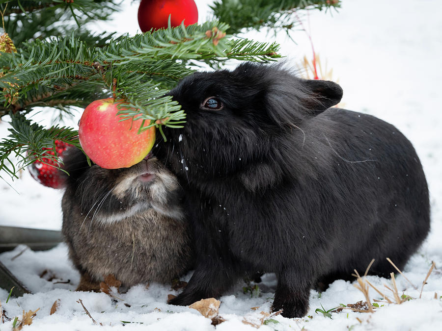 Two dwarf rabbits eating an apple hanging on a christmas tree