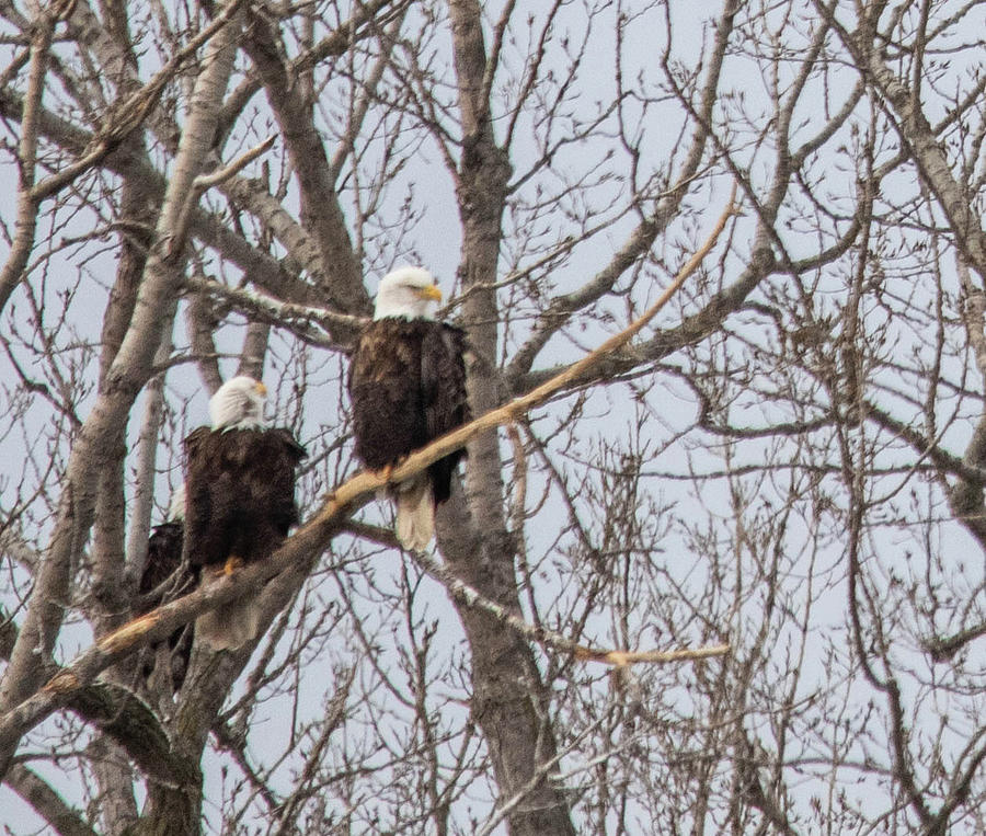 Two Eagles on a Branch Photograph by Wendy Carrington